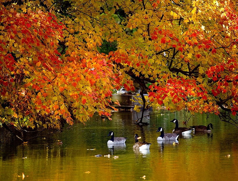 Autumn pond, red, colorful, autumn, sunny, ducks, leaves, calm, reflection, warm, colors, birds, trees, lake, pond, water, peaceful, nature, HD wallpaper
