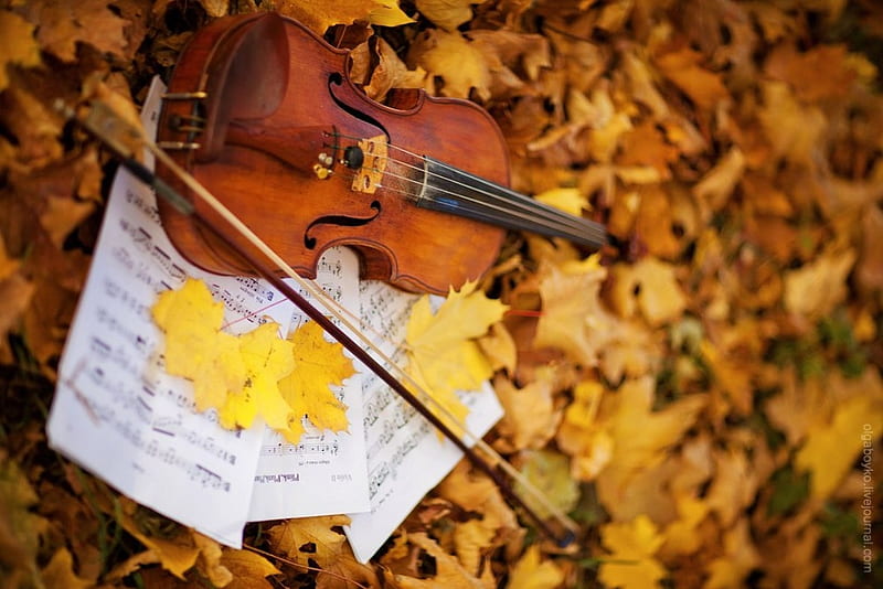 autumn, leaves, violin, notes, HD wallpaper