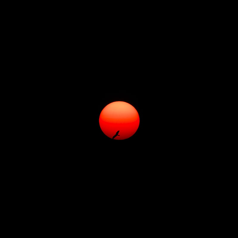 sun, bird, circle, red, dark, HD phone wallpaper