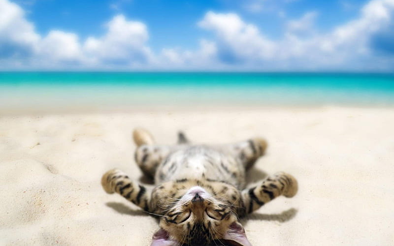 sunbathing kitty, beach, feline, cat, animal, HD wallpaper