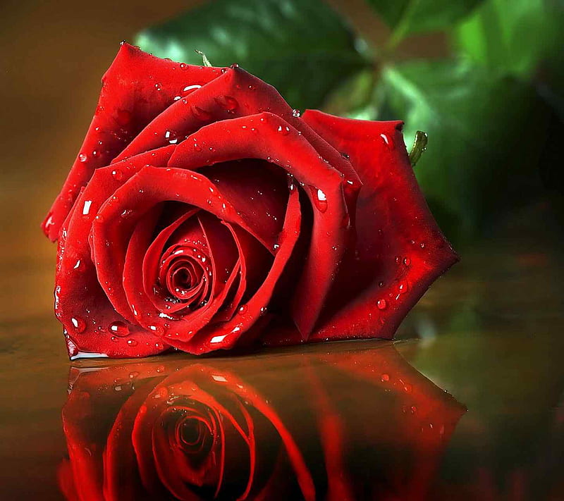 Red Rose, flower, for you leaf, love, nature, nice, HD wallpaper