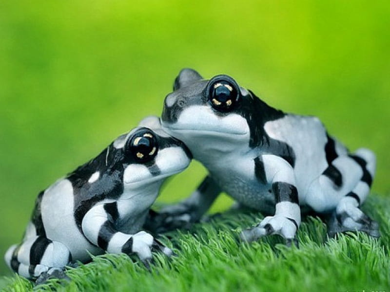 Stripes for Di, frogs, stripes, grass, black, white, zebra frogs, HD wallpaper