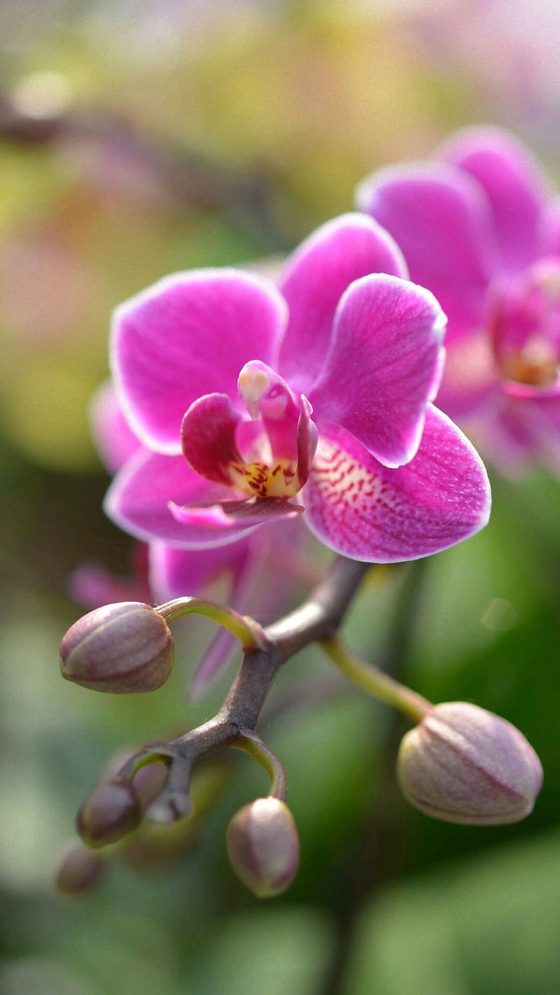 Orchidea, fiore, icio, HD phone wallpaper