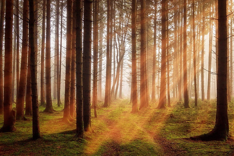 Streaming sunlight - Forestry, trees, sunlight, forest, warm, orange, HD wallpaper