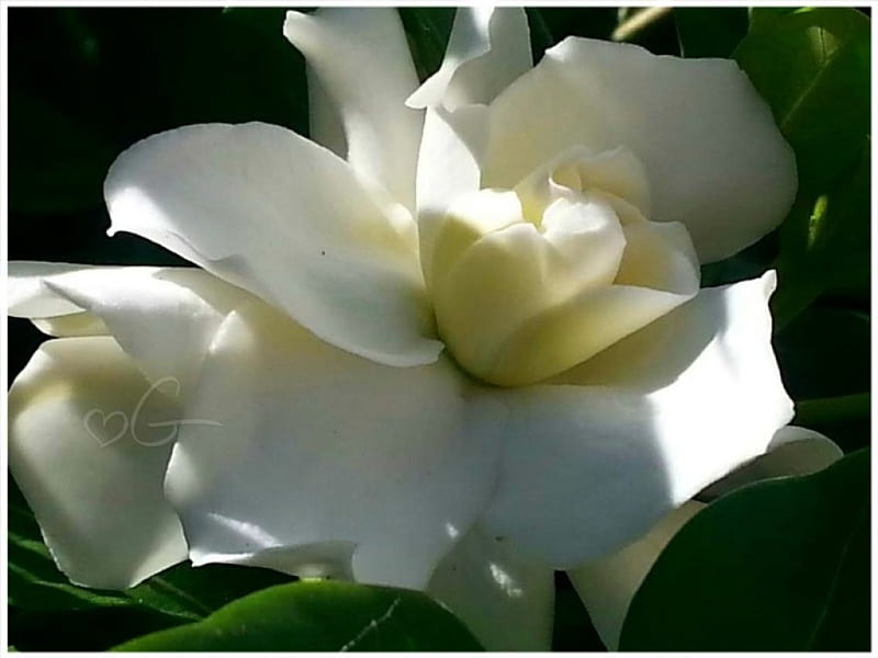 my beautiful gardenia, gardenia, garden, white flowers, beautiful flowers, HD wallpaper