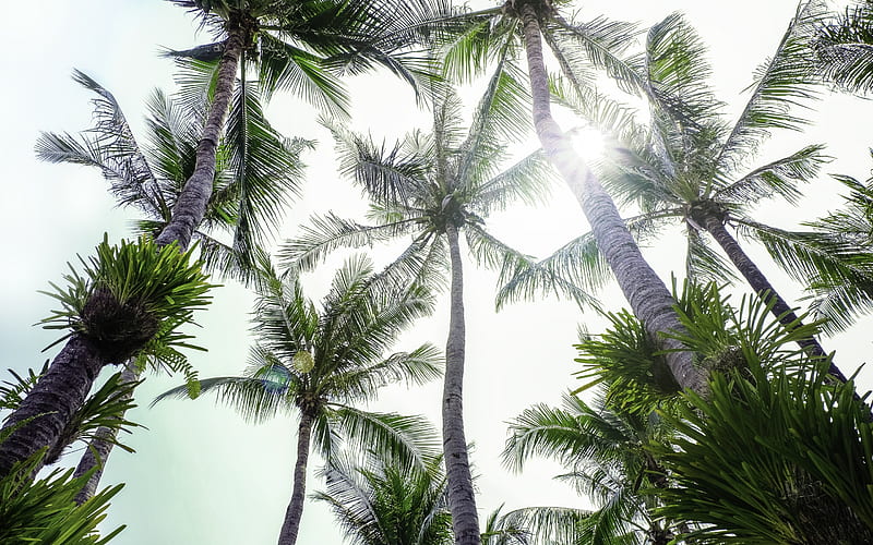 tall palms, blue sky, coconuts, palm leaves, tropical island, palm trees, HD wallpaper