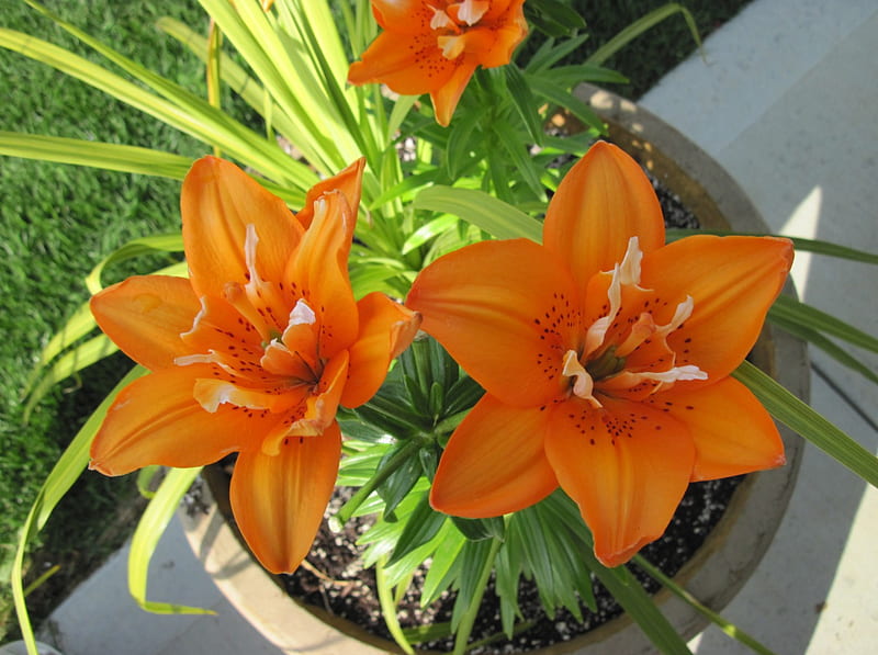 A Flower cannot blossom without Sunshine 01, graphy, green, orange, Lily, garden, Flowers, HD wallpaper