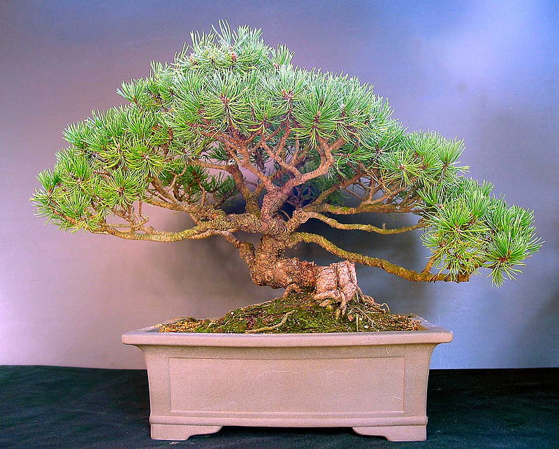 Bonsai, tree, japan, japanese, pot, shrub, small, HD wallpaper