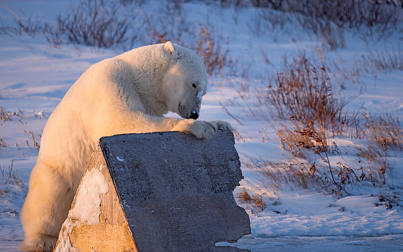 Bears, Polar Bear, Snow, Wildlife, Winter, HD wallpaper