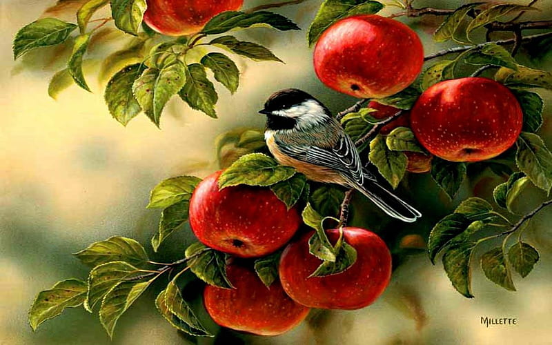 bird sitting on a branch of a apple tree, leaves, bird, branch, apples, HD wallpaper