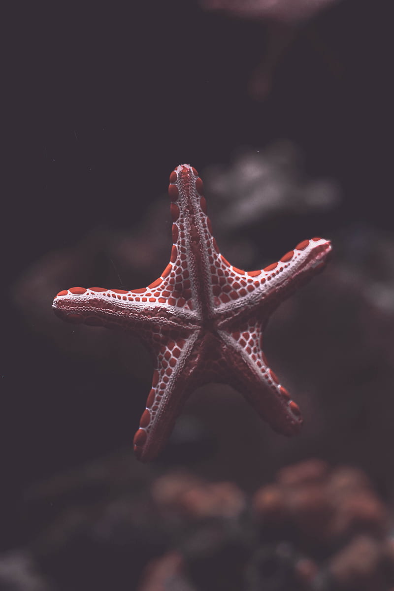 starfish, creature, sea, underwater, HD phone wallpaper