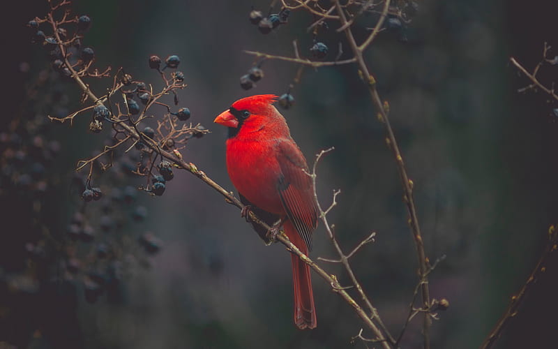 Red Cardinal wildlife, red bird, Cardinalis cardinalis, HD wallpaper