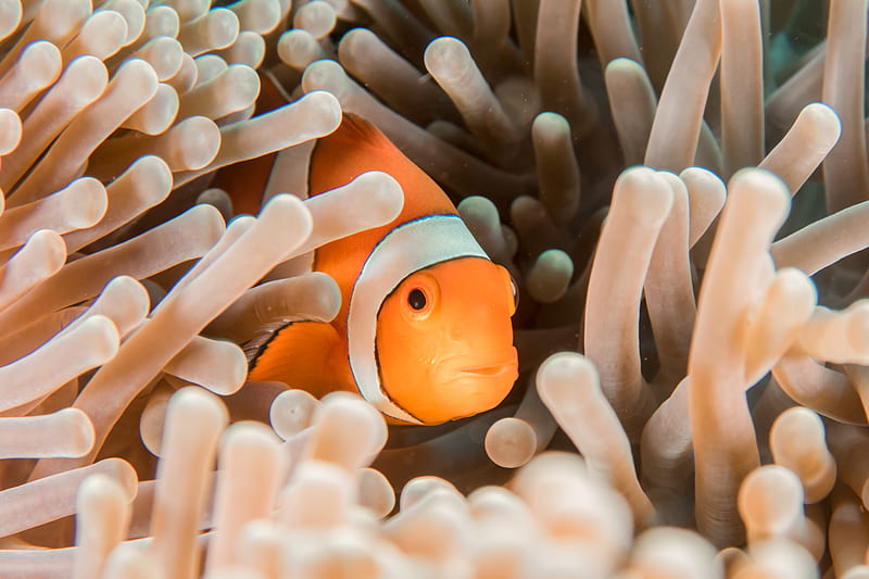 orange and white clownfish hiding in sea anemone, HD wallpaper