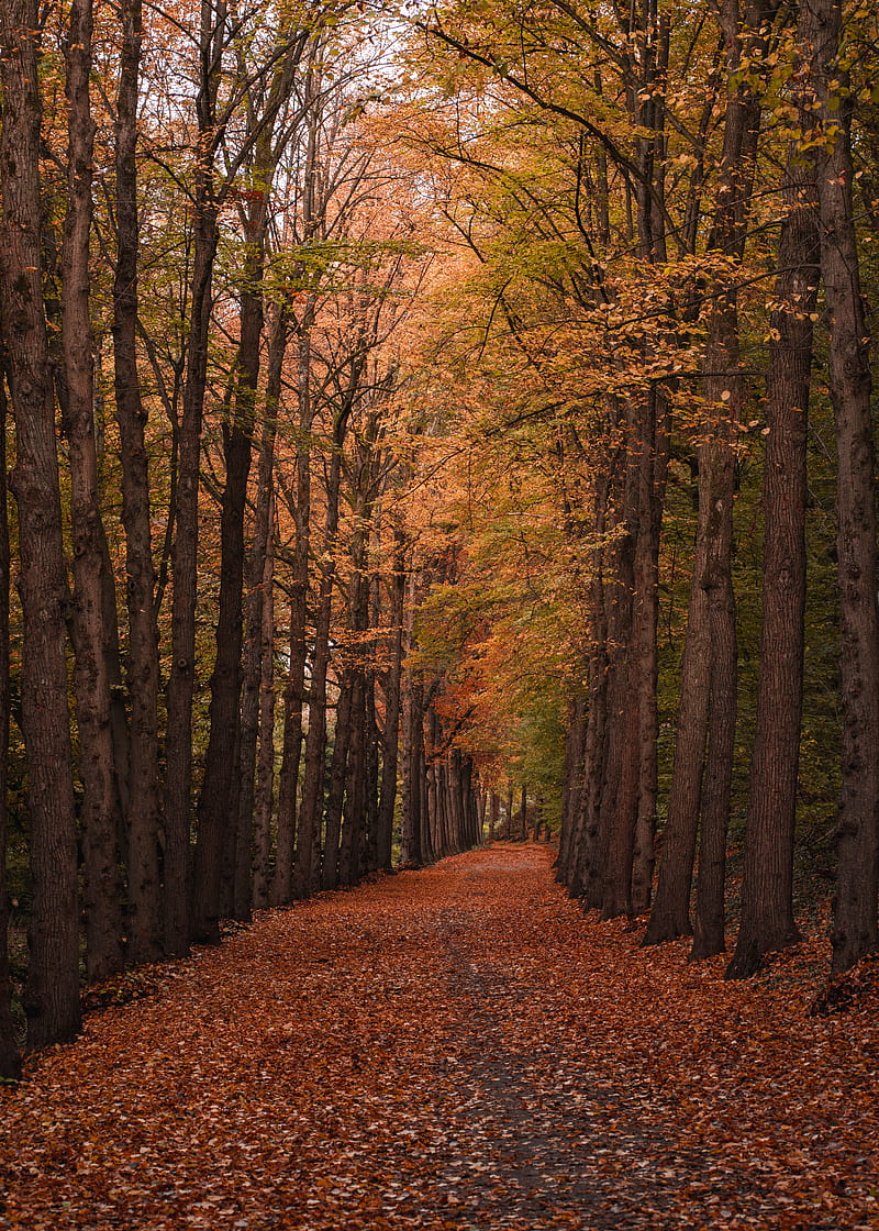autumn, forest, path, trees, foliage, HD phone wallpaper
