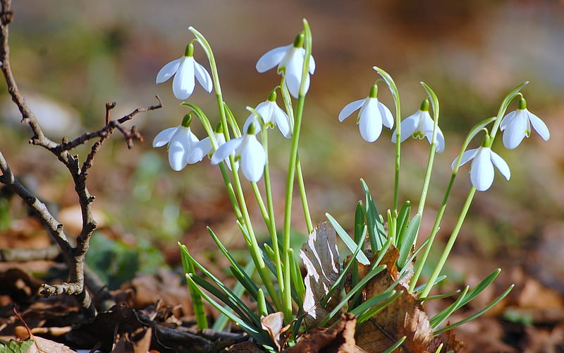 Snow drops, perennial, flowers, bulbous, Spring, snowdrops, white, pretty, excellence, dainty, galanthus, HD wallpaper
