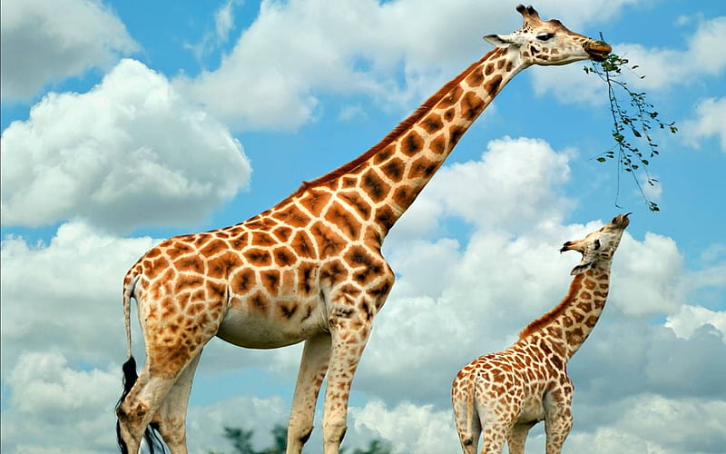 Giraffes eating, cute, cloud, cub, white, giraffe, sky, eat, blue, HD wallpaper