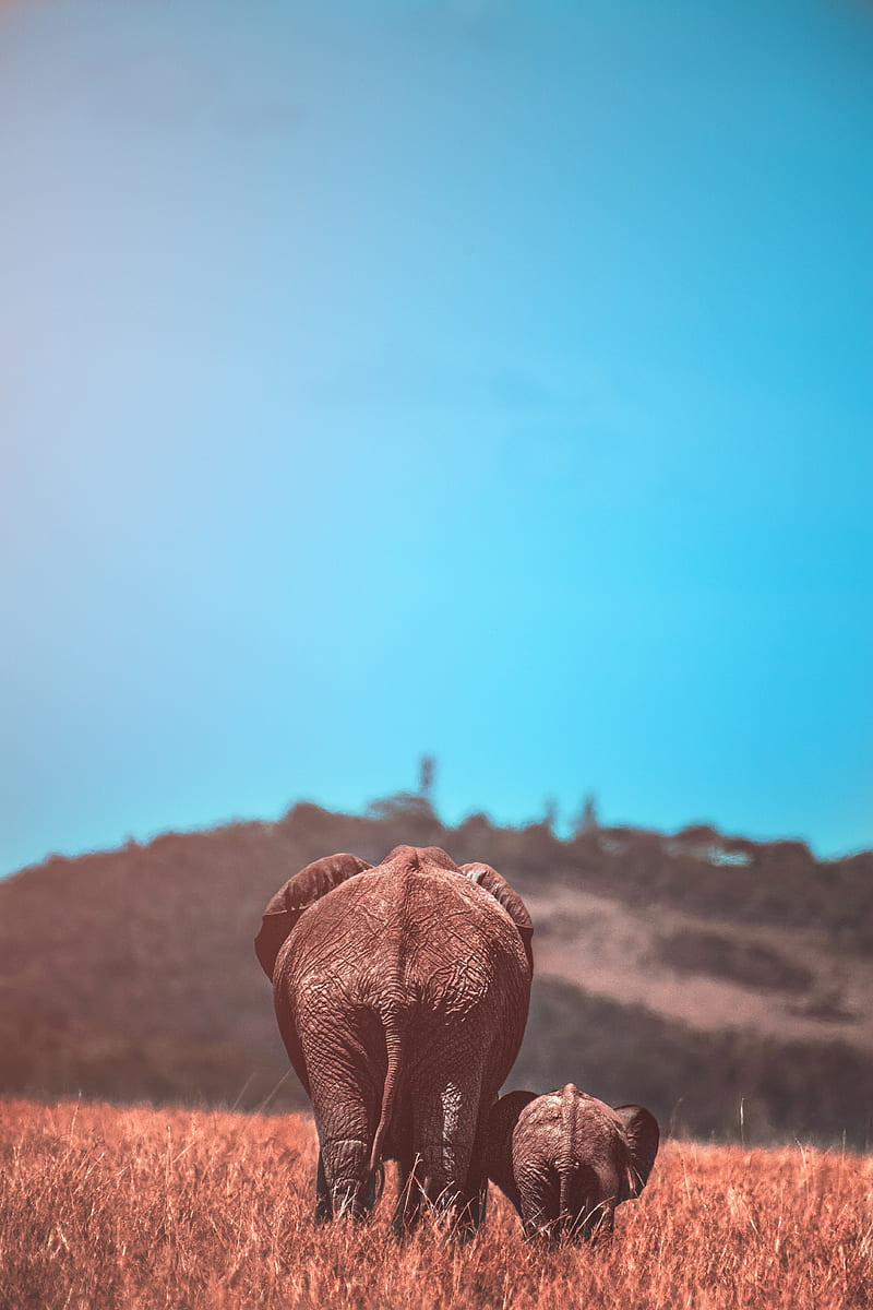 elephants, elephant, cub, wildlife, animals, HD phone wallpaper