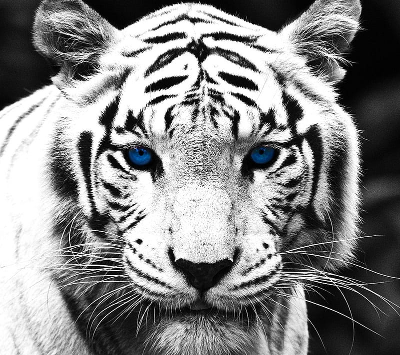 White Tiger, animals, black and white, tiger, HD wallpaper