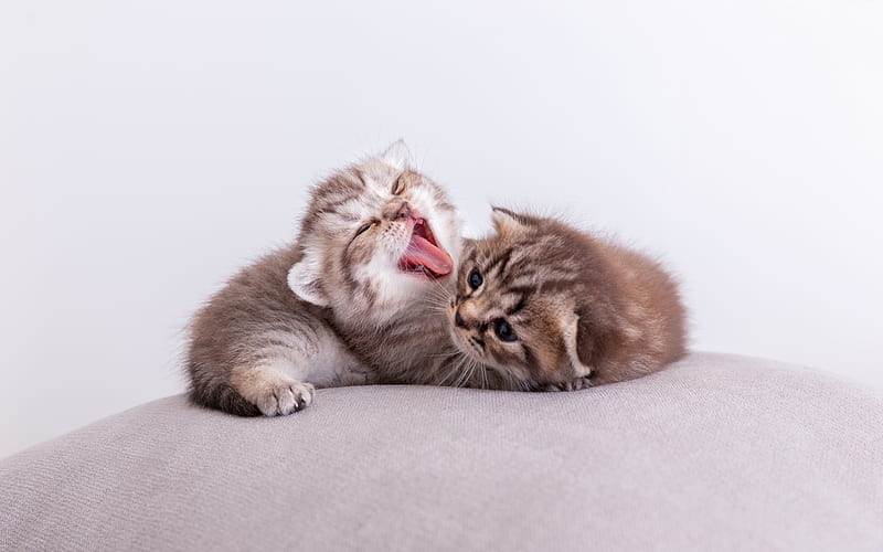 little kittens, little cute cats, cute animals, kittens, pets, gray kittens, HD wallpaper