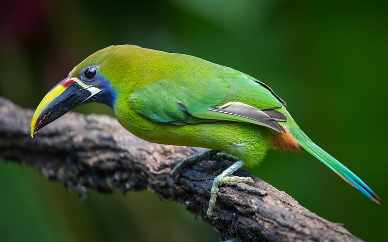Toucan, green bird, wildlife, exotic birds, Emerald Toucanet, toucans, HD wallpaper
