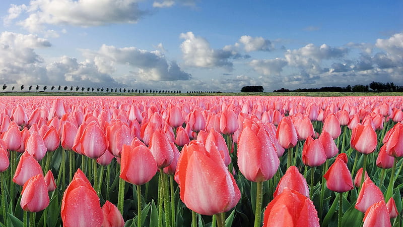 sea of tulips, graphy, flowers, nature, bonito, clouds, sky, pink, field, HD wallpaper