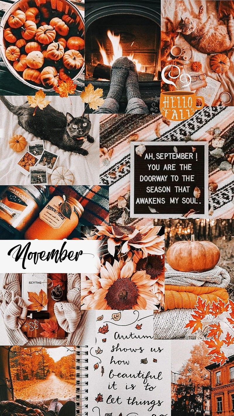 November, autumn, fall, HD phone wallpaper | Peakpx