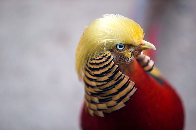 Golden pheasant, Trump lookalike, Pheasant, Bird, Golden, HD wallpaper