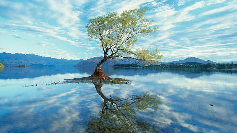 tree, water, reflection, nature, HD wallpaper