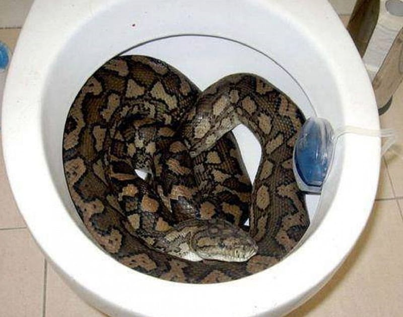 WHAT WOULD YOU DO, SNAKE, REPTILE, BIG, TOILET, HD wallpaper