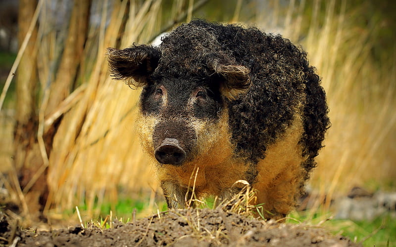 curly-headed boar, black pig, funny animals, forest inhabitants, curly piglet, wild boar, HD wallpaper