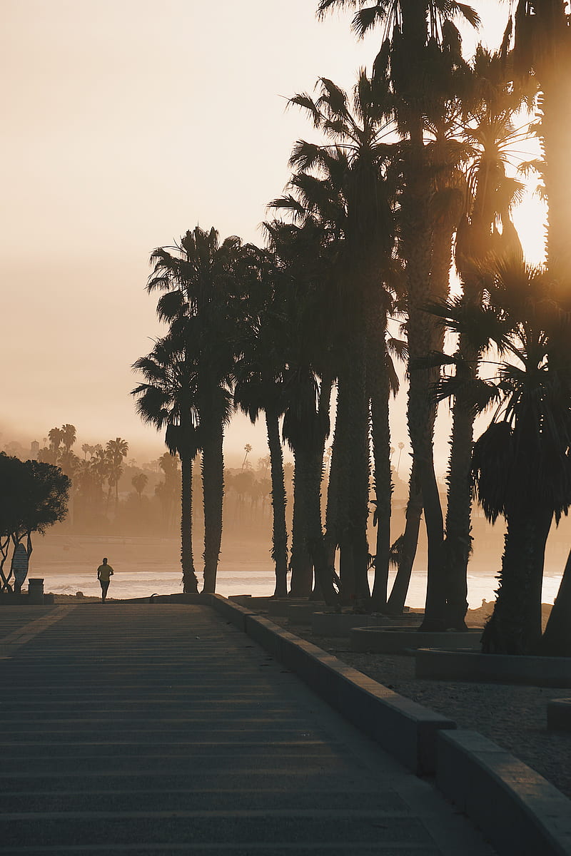 palm trees, sunset, running, silhouette, HD phone wallpaper