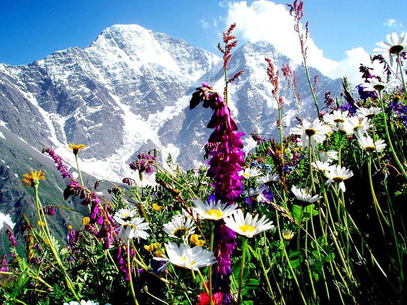 Spring flowers, pretty, bonito, clouds, snowy, mountain, nice, bright, flowers, lovely, mountainscape, fresh, spring, sky, daisies, snow, day, nature, HD wallpaper