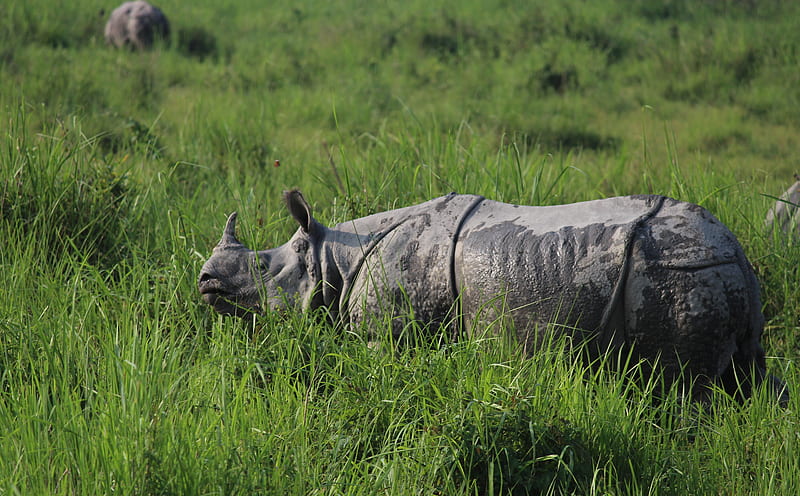 Kaziranga National Park | Kaziranga Safari | Elephant Safari Kaziranga