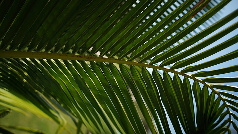 green palm leaf during daytime, HD wallpaper