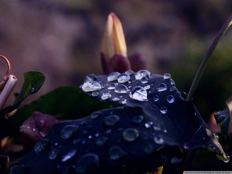 DARKEN LEAF, lovely beautiful, drops, leaf, water, macro, nature, rain, field, reflective, natural, HD wallpaper