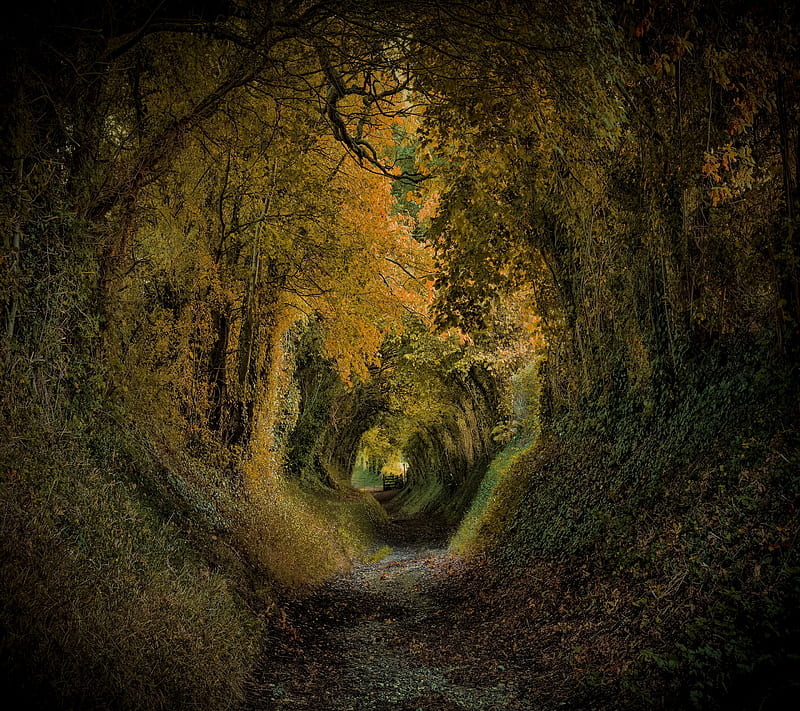 Tunnel Forest, leaf, leaves, tree, HD wallpaper