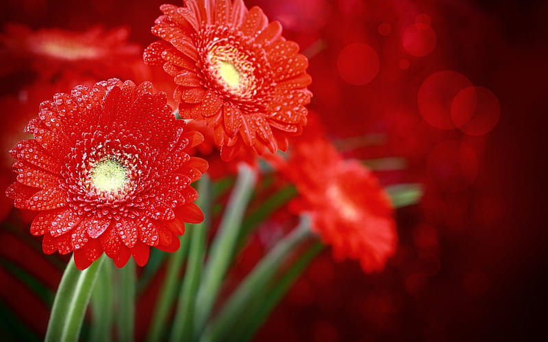 Beautiful Red Flowers, red, pretty, wet, bonito, drops, wet flowers, graphy, bokeh, gerbera, flowers, beauty, red petals, gerberas, lovely, drop, daisies, red flowers, nature, petals, daisy, HD wallpaper
