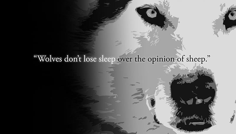 wolf, sleep, opinion, lose, black, dont, sheep, quote, the, wolves, over, white, HD wallpaper