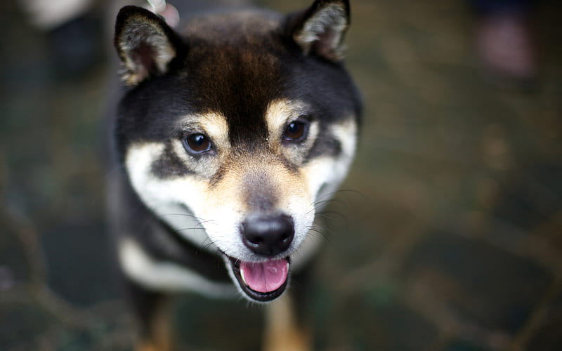 Shiba Inu, muzzle, pets, cute dog, dogs, Shiba Inu Dog, HD wallpaper