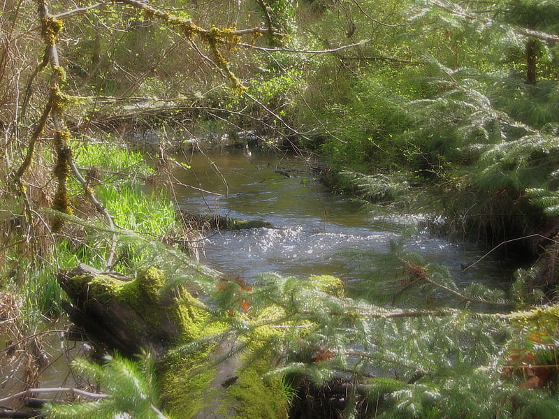 Deep woods creek, overflow, creek, springtime, woods, HD wallpaper