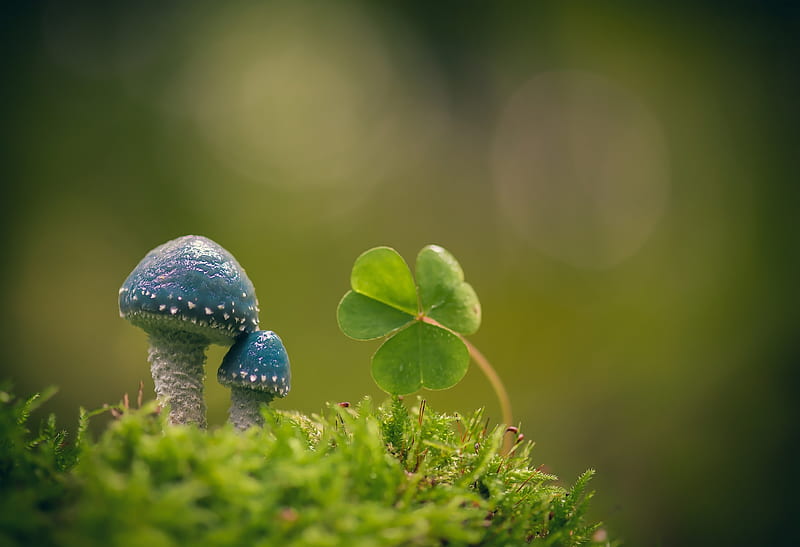 Mushroomas and a clover, bokeh, clover, macro, trifoi, green mushroom, blue, HD wallpaper