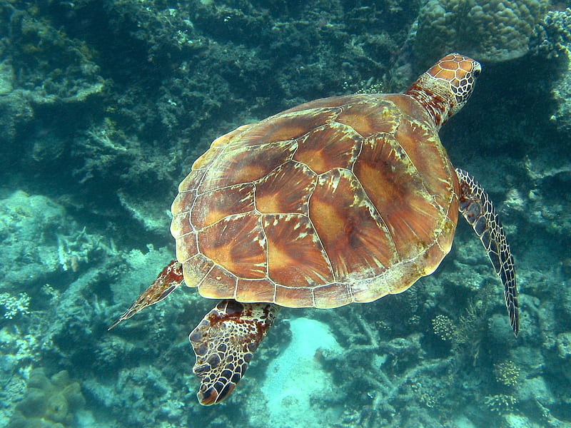 Green Turtle, underwater, reef, water, flippers, marine, shell, ocean, HD wallpaper