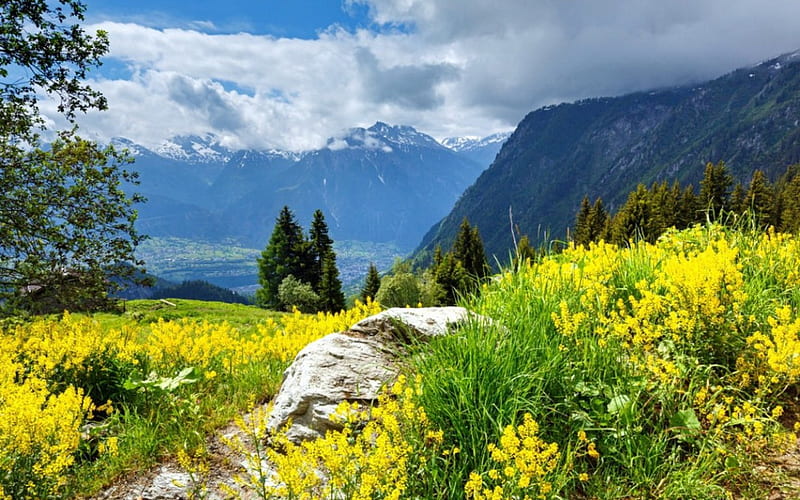 Alpine meadow, grass, bonito, valley, swiss, peaks, flowers, hills, mountainscape, greenery, spring, alps, sky, trees, freshness, slope, summer, meadow, field, HD wallpaper