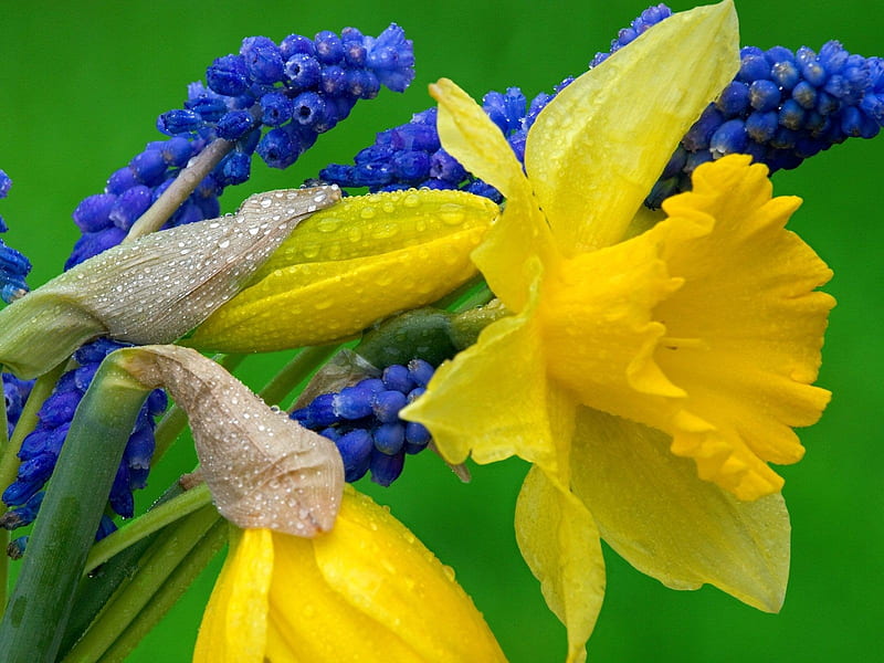 Daffodils and Grape Hyacinths, grape hyacinths, graphy, daffodils, flowers, yellow, nature, blue, HD wallpaper
