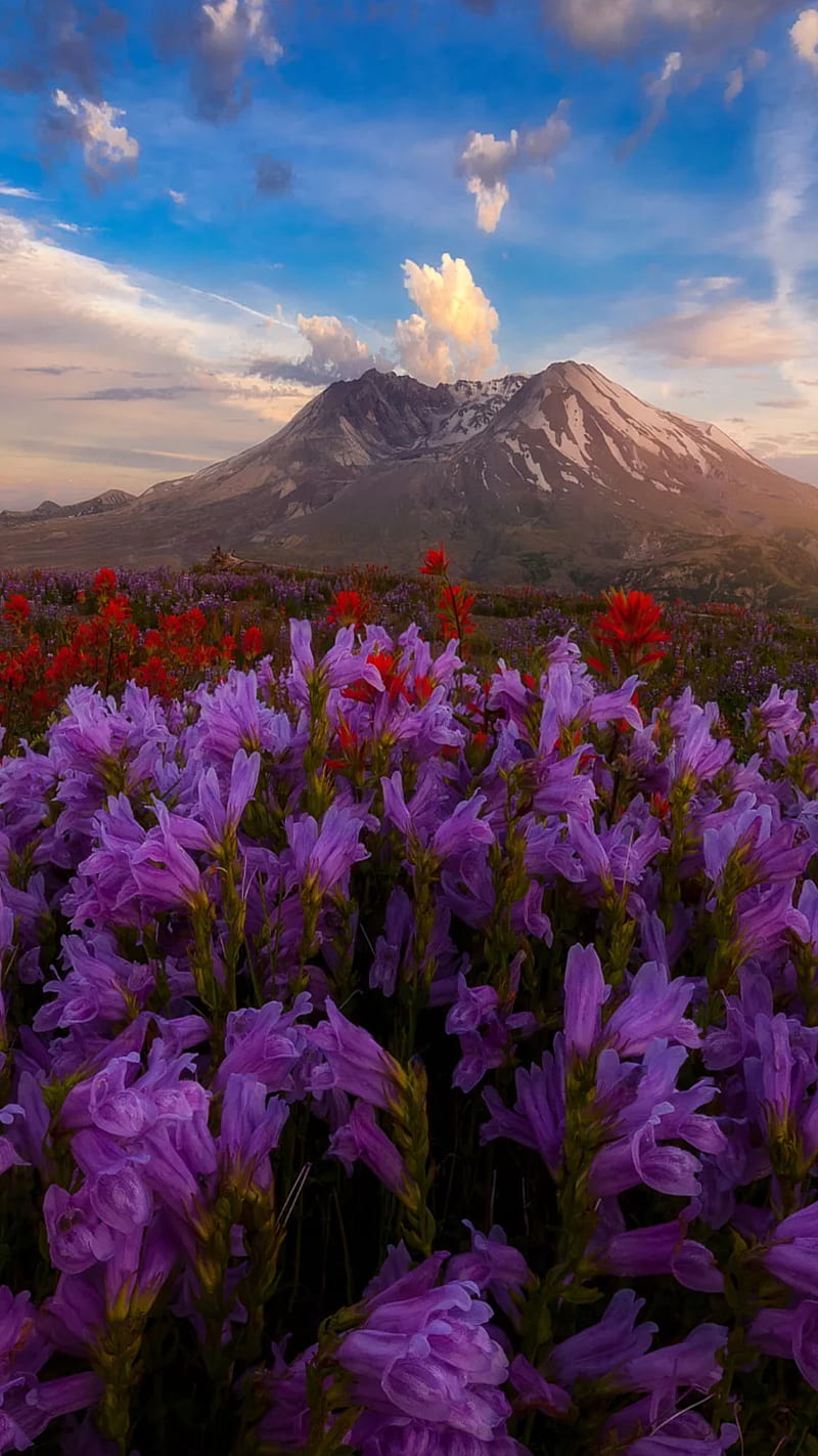 beautiful nature, mountain, mountains, flowers, violet, red, sky, HD phone wallpaper