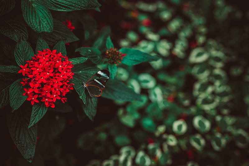 flowers, butterfly, inflorescence, red, plant, HD wallpaper