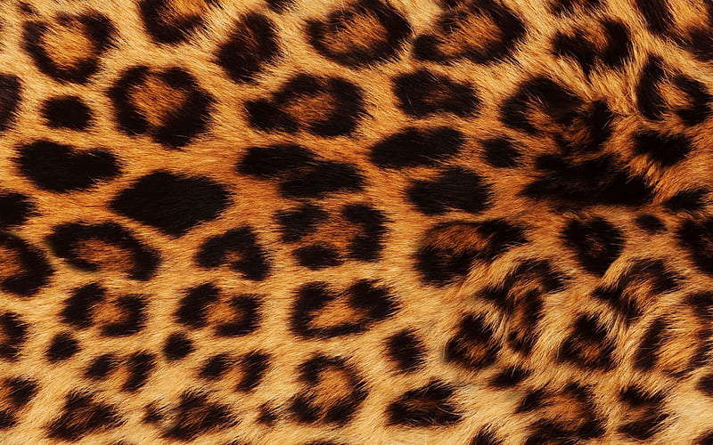 cheetah wool texture, animal skin, wool texture, cheetah background, HD wallpaper
