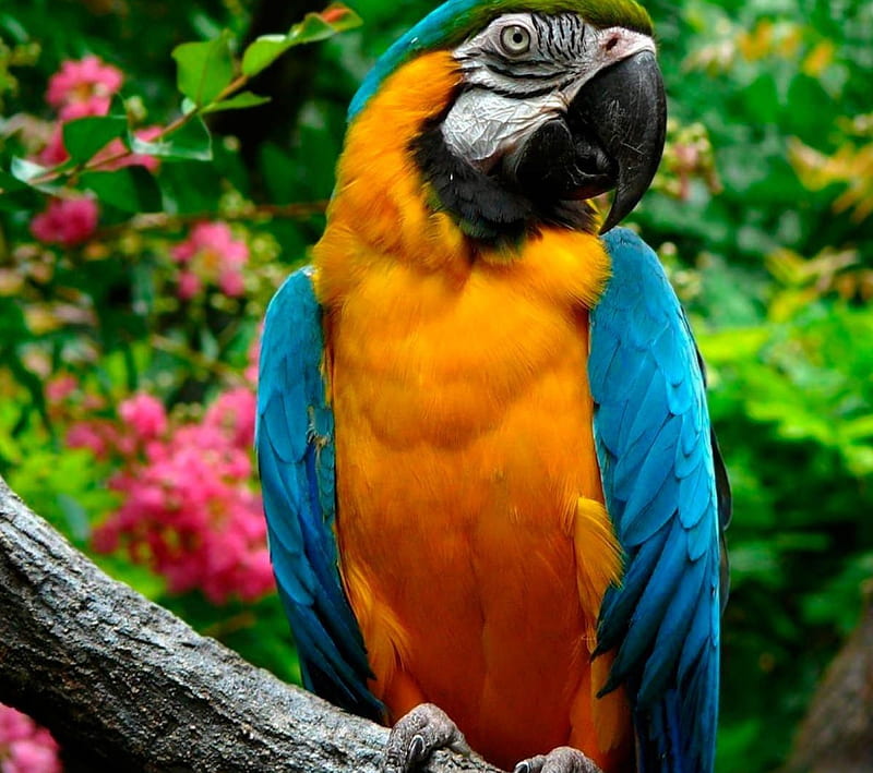 Parrot, animals, pet, HD wallpaper