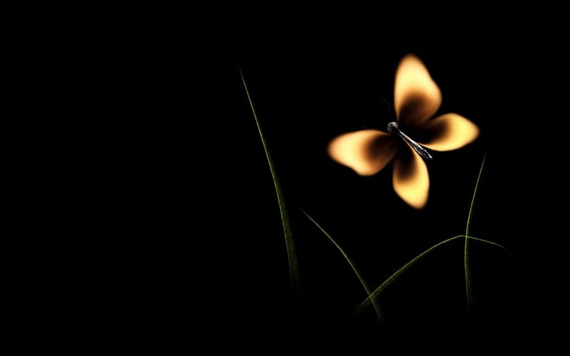 εϊз, fire, butterfly, match, black background, HD wallpaper | Peakpx