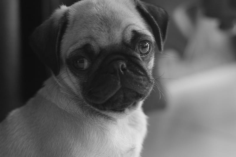dog, animal, animale, animals, bianco e nero, black and white, cane, dog black and white, dog profile, dogs, foto in bianco e nero, HD wallpaper